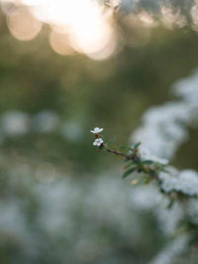 白花绿叶
